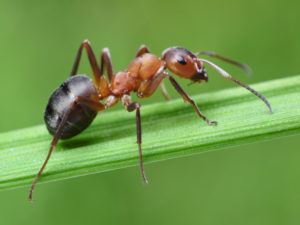 A close-up of an ant resting on a leaf in a yard in Alabama.