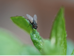 A filth fly rests on a plant in an Alabama yard.