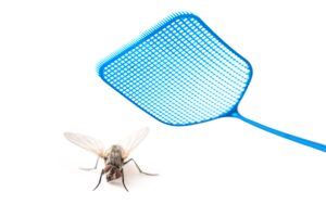 yellow fly unaware of blue fly swatter behind it