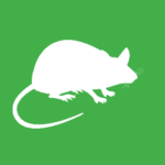 White vector graphic of rodent on green background. 