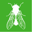 white vector image of a filth fly on a green background